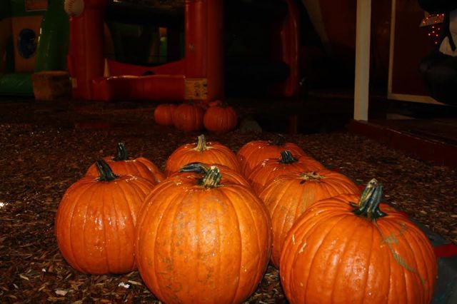 The pumpkin patch is a great place to take in the fall season.