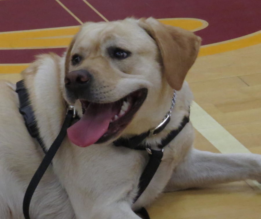 Mia, the 3 year old yellow lab, excited to meet all the students before the Drug Dog Assembly.