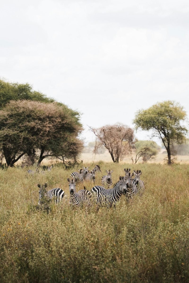 Are Some Animals Going Extinct?
